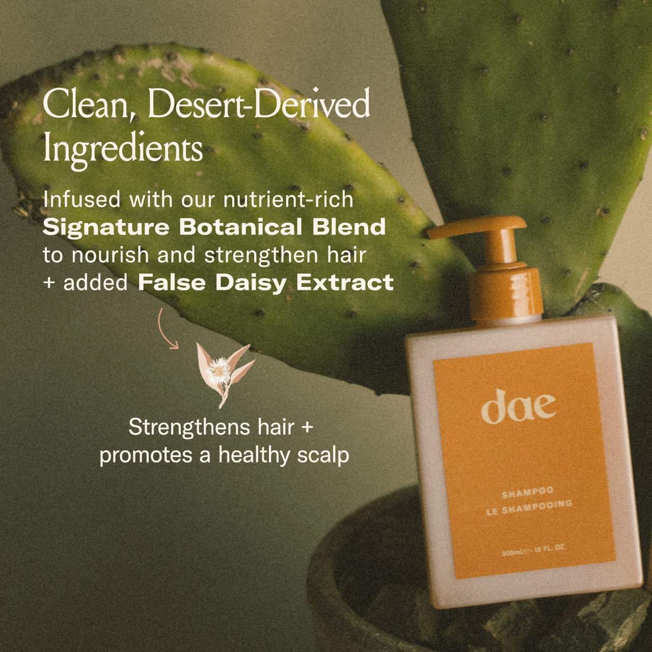 dae  Signature Shampoo